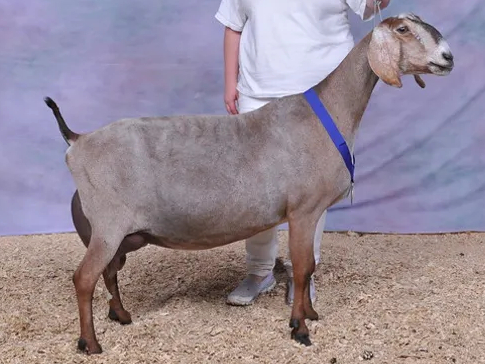 SGCH Woest Hoeve Margaret 3*M-Side View