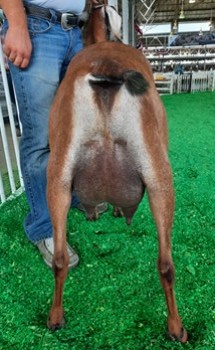 Nubilop-Acres Summers Hey Babe-Rear View