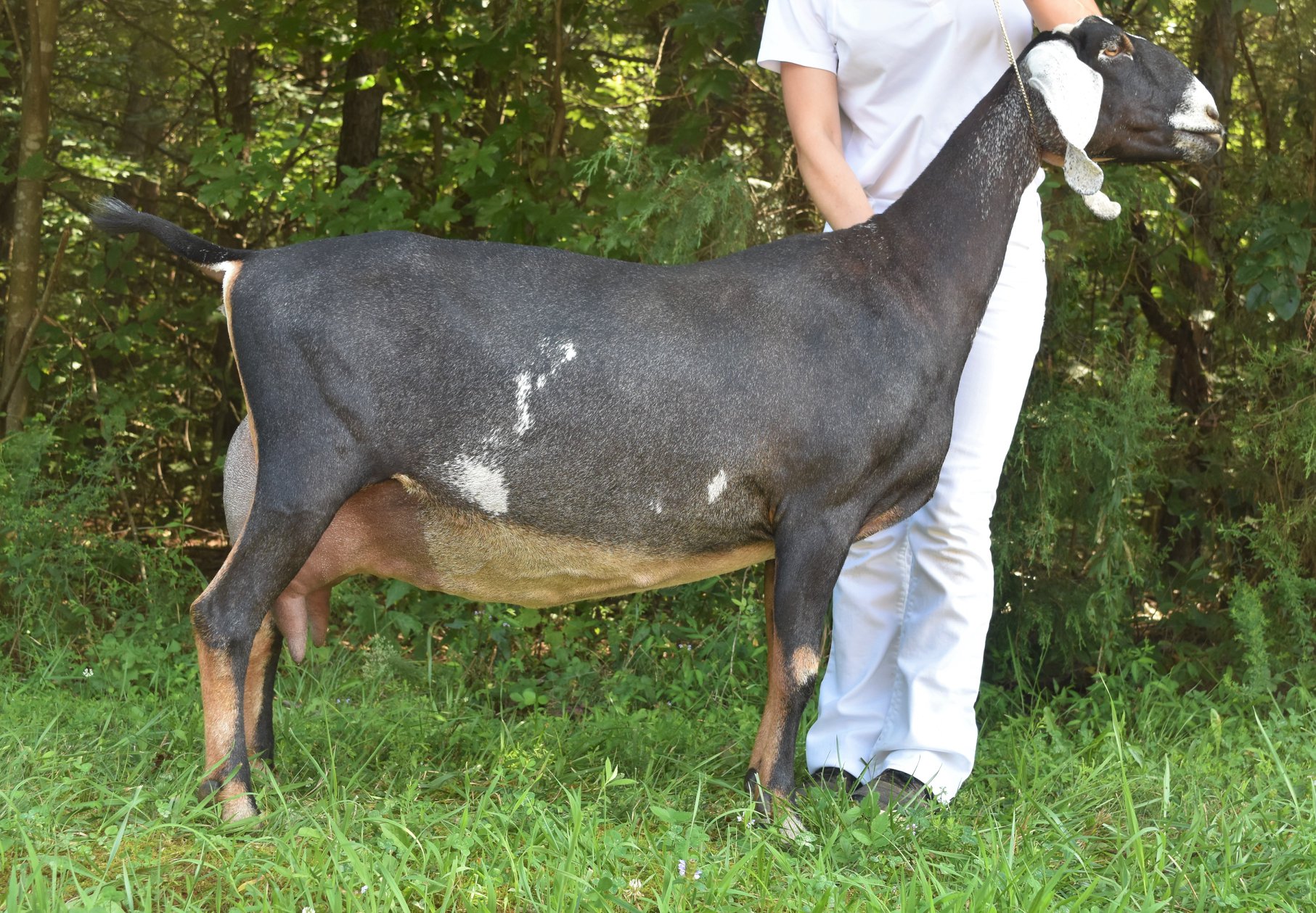 SGCH J&M Hideaway Farm Night Rose 2*M