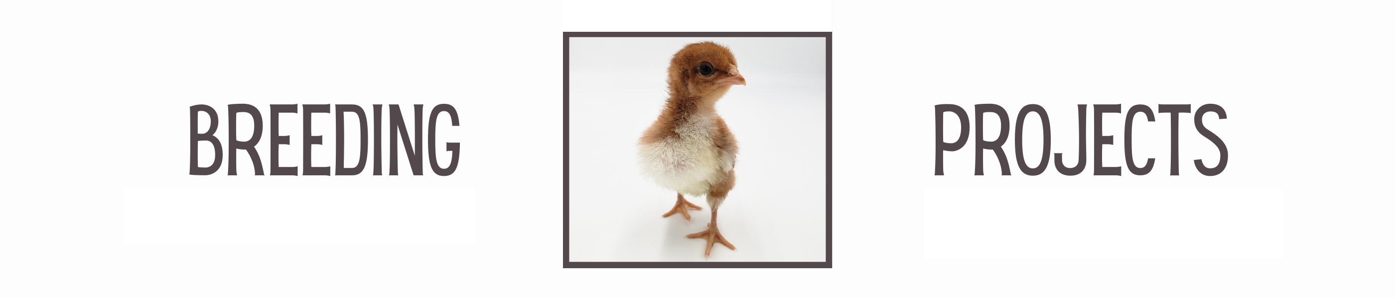 A baby Welsummer chick