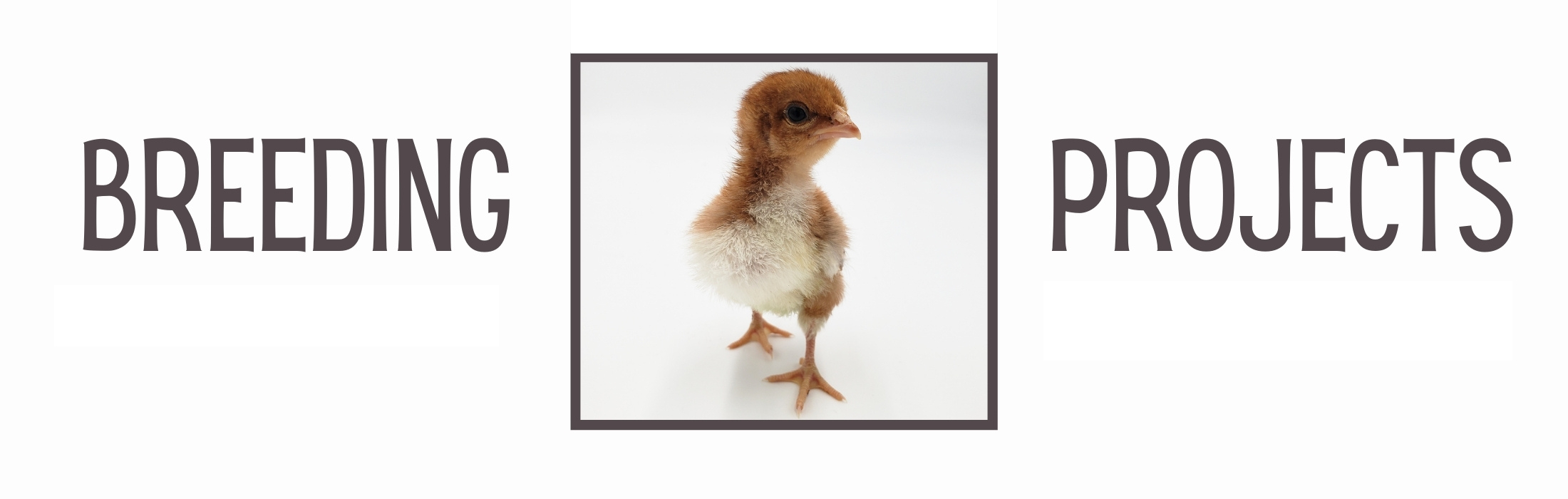 A baby Welsummer chick
