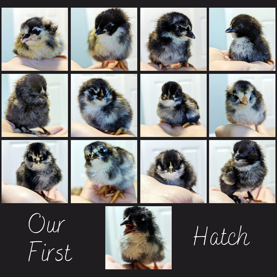 OurFirstHatch