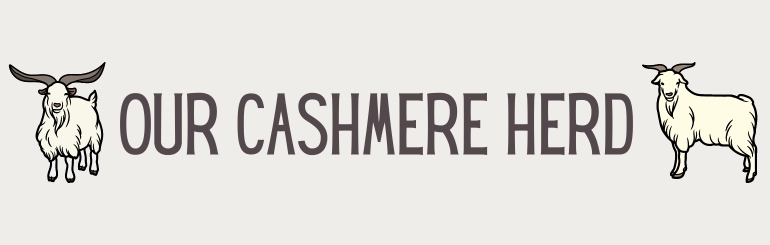 Our Cashmere Herd
