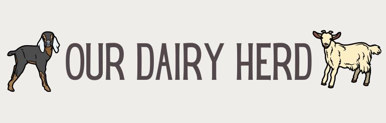 Our Dairy Herd