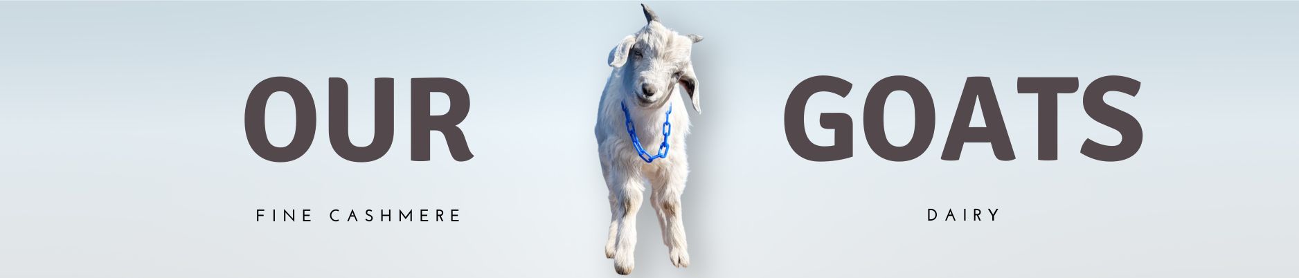 A white cashmere goat kid wearing a blue chain collar