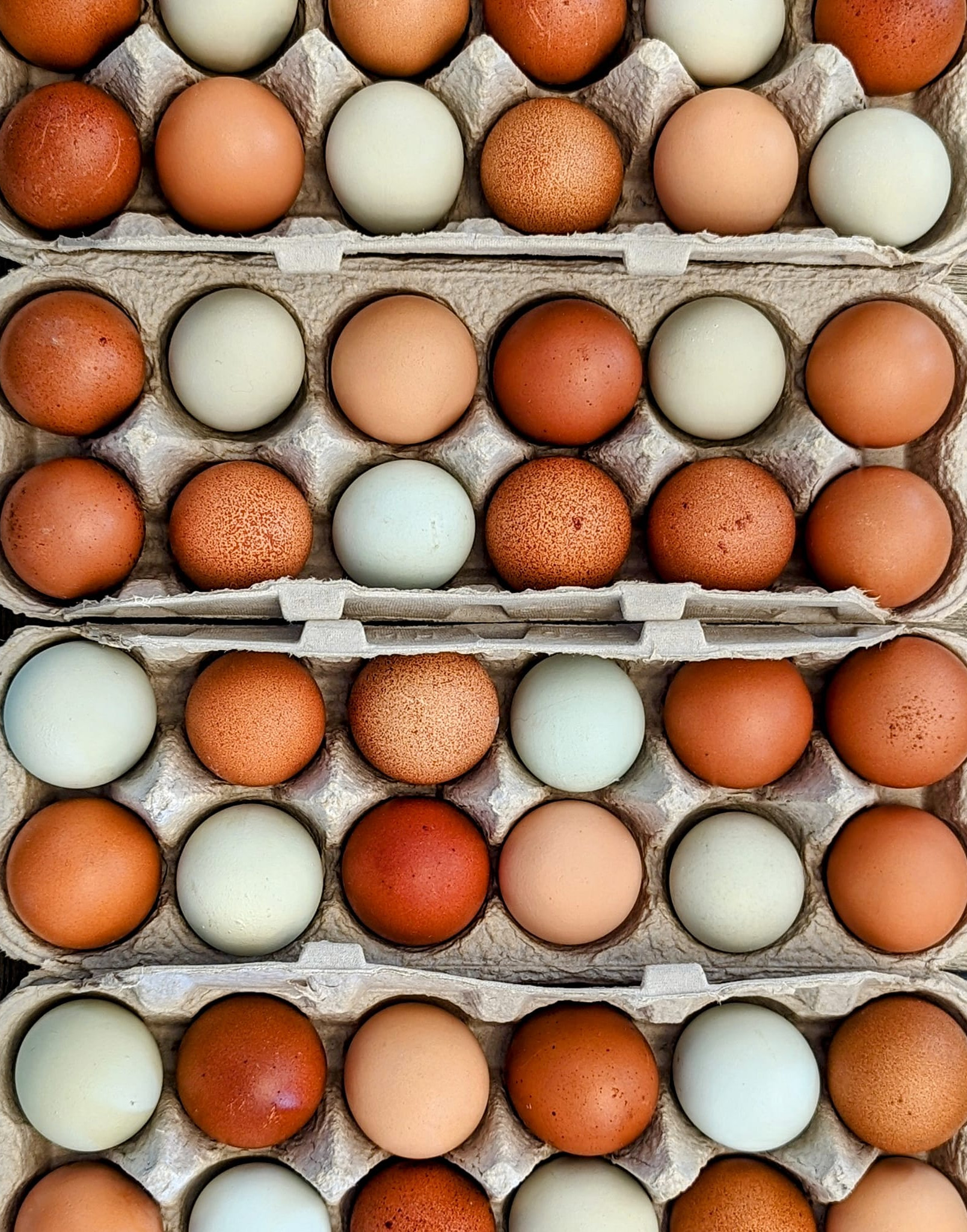 RainbowEggs