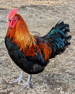 Rooster2