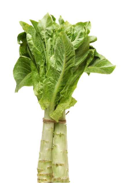 Celtuce