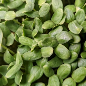 Six Ways To Use Cantaloupe Microgreens