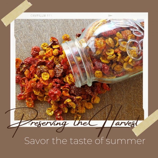 Extend Tomato Season By Dehydrating Cherry Tomatoes